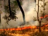 जंगलों में भीषण आग के लिए चीड़ का अंधाधुंध विस्तार कितना जिम्मेदार?