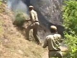 Video : How Himachal's Ill-equipped Fire Fighters Are Dousing Forest Fires