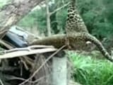 Videos : मुर्गी फार्म में पहुंचा तेंदुआ फंसा जाल में, गांव वालों ने पेड़ से लटकाया