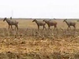 Video : 200 Nilgai Shot. Required, Says One Minister. Unacceptable, Says Another