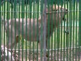 Videos : आदमखोर एक, लेकिन कैद में 18 शेर