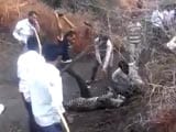Video : On Camera, Leopard Brutally Beaten To Death By Villagers In Gujarat