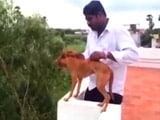 Video : Chennai Enraged, Hunts For Med Student Who Threw Dog 5 Storeys