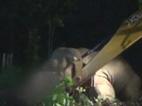 Video : After Search With Drones, Officers Forced To Shoot Dead Elephant