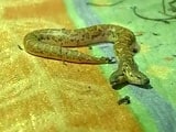 Video : In A Rare Sight, 2-Headed Snake Spotted In Chhattisgarh's Raipur