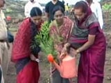 Videos : महाराष्ट्र में वृक्षारोपण मुहिम का रियलिटी चेक