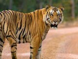Video : Jai, Stunning 250 Kg Tiger, Missing For 99 Days