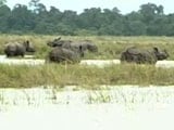 Video : 13 Rare Rhinos Drown At Kaziranga National Park In Assam