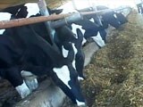 Video : Increasing Cow Vigilantism Hits Punjab's Prized Dairy, Soap Units