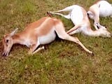 Video : 26 Black Bucks Killed In Telangana After Consuming 'Poisoned' Maize