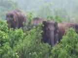 Video : 8 Elephants Trapped In An Island In Baitarani River In Odisha