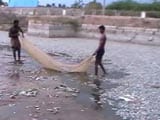Video : Thousands Of Dead Fish At Tamil Nadu Temple Tank