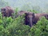 Video : ओडिशा : बैतरनी नदी में आई बाढ़ के कारण फंसा हाथियों का झुंड