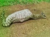 Video : Caught on Camera: 20-Feet Long Python Swallows Nilgai In Gujarat