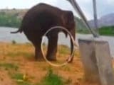 Video : Wildlife Lovers Call For Help For Injured Elephant Near Bengaluru