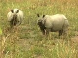 Video : One More Rhino Killed In Kazhiranga, BJP Under Pressure To Stop Poaching