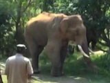 Video : Stuck At Dam For Over 40 Days, Injured Elephant Sidda Gets Treatment