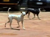 Video : 30 Stray Dogs Killed In Kerala A Day After 90-Year-Old Man's Death