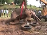 Video : Elephant Sidda, Rescued From Dam Near Bengaluru, Still Fighting For Survival