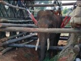 Video : ज़िंदगी और मौत के बीच झूल रहे सिद्धा हाथी को बचाने आई सेना