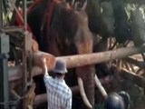 Video : ज़िंदगी और मौत के बीच झूल रहे हाथी को बचाने आई सेना