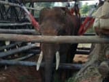 Video : Army Helps Sidda The Elephant Stand Again