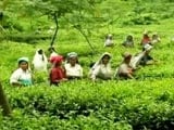 Video : Always Paid In Cash, Bengal Tea Garden Workers Open First Bank Accounts