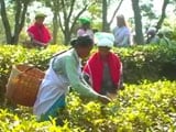 Video : In Assam's Tea Gardens, Currency Ban Stirs Up A Cup Of Trouble