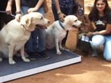 Video : A Walk For The Homeless Dogs In Bengaluru