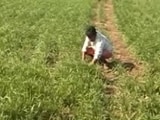 Videos : सरकार ने गेहूं पर आयात शुल्क हटाया, किसान चिंतित