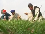 Video : गेहूं पर आयात शुल्क ख़त्म करने के फैसले से किसान निराश