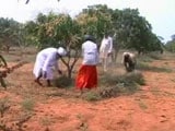 Video : In Tamil Nadu, Sikh Farmers Turn Barren Land Into Orchards