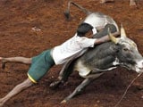Video : New Law To End Ban On Jallikattu Cleared By Tamil Nadu
