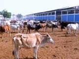 Video : Life Term For Cow Slaughter In Gujarat, Assembly Clears Tougher Law