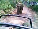 Videos : ...जब जिम कॉर्बेट नेशनल पार्क में सैलानियों के पीछे पड़ गया हाथी