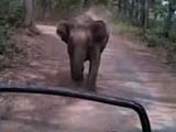 Video : 'Run, Run': Wild Elephant Chases Tourists In Jim Corbett