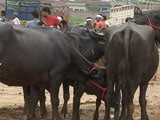 Video : 'Will Leave Buffaloes On Road,' Says UP Farmer Hit By Centre's Cattle Ban