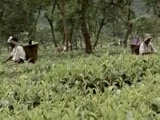 Video : गोरखा आंदोलन की आंच, बंद पड़े हैं दार्जीलिंग के चाय बागान