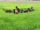 Videos : महाराष्ट्र में किसानों के 1.5 लाख रुपये तक के कर्ज हुए माफ