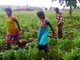 Video : Help Reaches Madhya Pradesh Farmer Who Used Daughters To Pull Plough