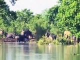Videos : बाढ़ में डूबा काजीरंगा नेशनल पार्क का अधिकांश हिस्सा