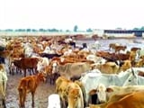 Videos : छत्तीसगढ़ : दो गौशालाओं में भूख से बड़ी संख्या में गायों की मौत