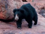 Video: What Does A Sloth Bear Want: The Bear Necessities