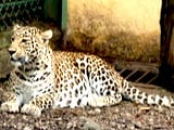 Video : Born Wild: Sharing Spaces With The Leopards