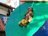 Video : Image Of 3-Year-Old 'Krishna' At Kerala Festival Triggers Rage