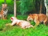 Video : In Brawl Between 4 Big Cats In Bengaluru, A 9-Year-Old White Tiger Dies