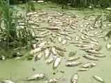 Video : Over 23 Lakh Fish Die In Hyderabad's Lake Due To Pharma Pollutants