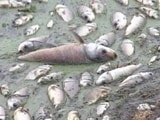 Video : हैदराबाद के गंडीगुडेन झील में लाखों मछलियों की मौत