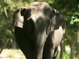 Video: सफारी इंडिया: हाथी और इंसान के टकराव में दोनों की हो रही मौत