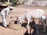 Video : Gau Rakshaks Strike In Alwar Again. Farmer Says Robbed of 51 Cows